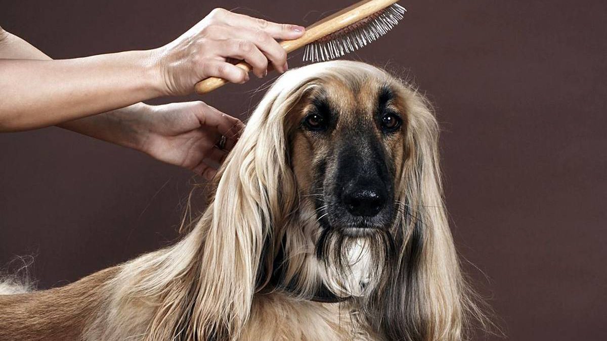 اصول آموزش آرایشگری حیوانات