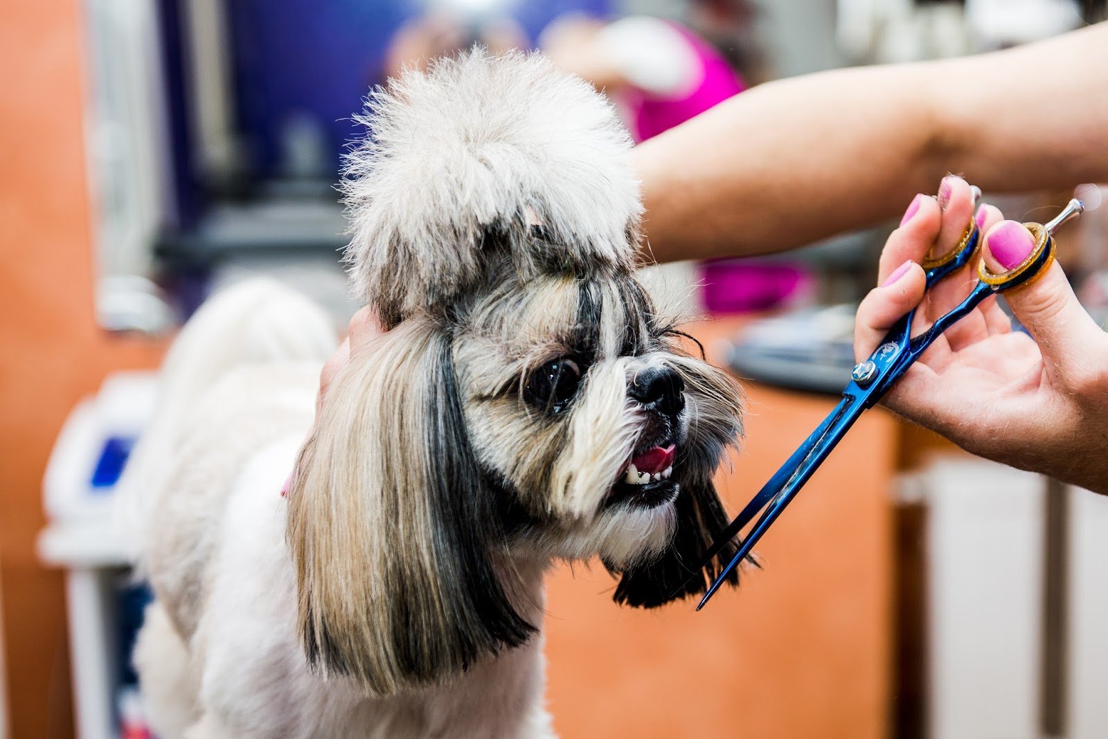 آموزش آرایشگری حیوانات خانگی