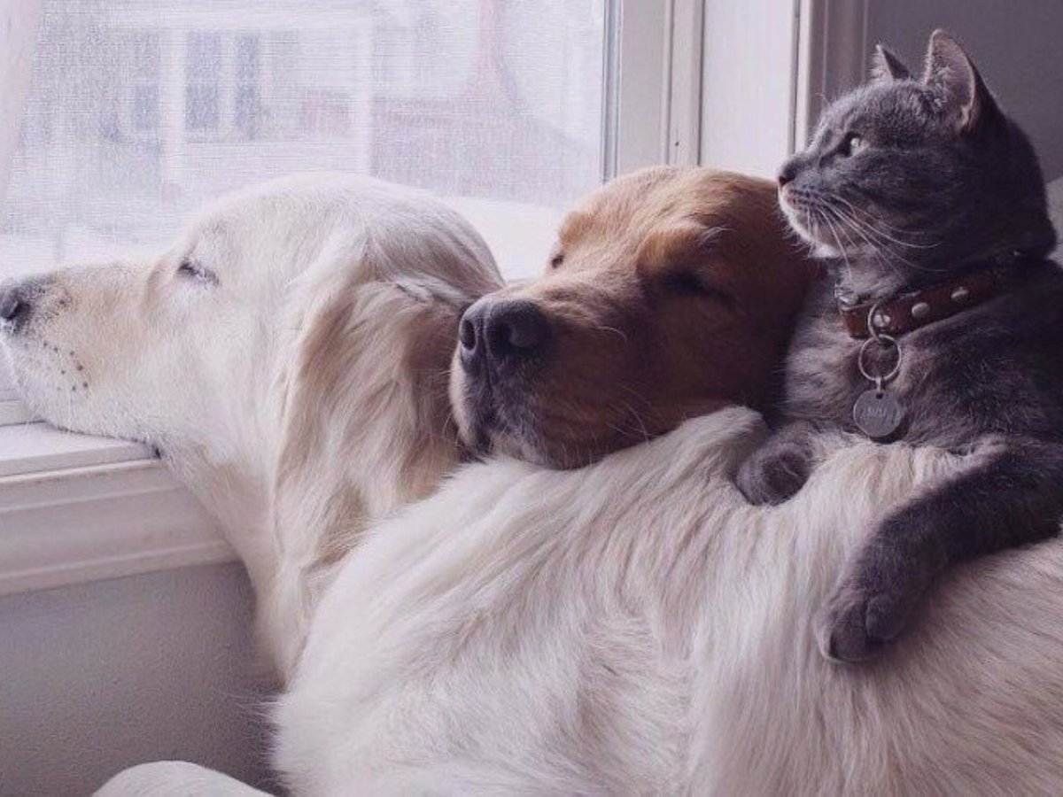 موی سگ و گربه