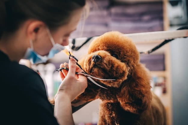 اصول آموزش آرایشگری حیوانات